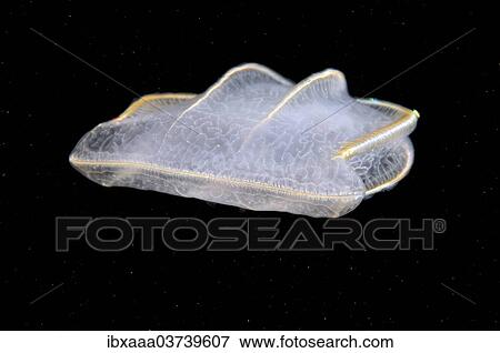 "Comb Jellyfish (Beroe ovata), Black Sea, Crimea, Ukraine, Europe" View Large Photo Image Stock Photo - "Comb Jellyfish (Beroe ovata), Black Sea, Crimea, Ukraine, Europe". Fotosearch