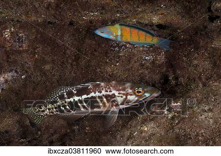 "Comber (Serranus cabrilla), below, and Ornate Wrasse (Thalassoma pavo), near Santa Maria, Azores, Atlantic Ocean, Portugal, Europe" View Large Photo Image Stock Image - "Comber (Serranus cabrilla), below, and Ornate Wrasse (Thalassoma pavo), near Santa Maria, Azores, Atlantic Ocean, Portugal, Europe". Fotosearch