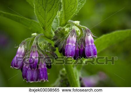 "Comfrey (Symphytum officinale), Oderaue, Lebus, Brandenburg, Germany, Europe" View Large Photo Image Stock Photography - "Comfrey (Symphytum officinale), Oderaue, Lebus, Brandenburg, Germany, Europe". Fotosearch