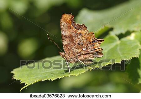 "Comma butterfly (Polygonia c-album, Syn: Nymphalis c-album) perched on a leaf, Altenseelbach, Neunkirchen, North Rhine-Westphalia, Germany, Europe" View Large Photo Image Stock Image - "Comma butterfly (Polygonia c-album, Syn: Nymphalis c-album) perched on a leaf, Altenseelbach, Neunkirchen, North Rhine-Westphalia, Germany, Europe". Fotosearch