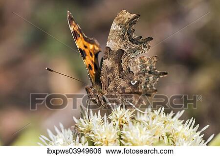 "Comma butterfly (Polygonia c-album), feeding on Alpine Butterbur flowers (Petasites paradoxus), South Wales, United Kingdom, Europe" View Large Photo Image Stock Photograph - "Comma butterfly (Polygonia c-album), feeding on Alpine Butterbur flowers (Petasites paradoxus), South Wales, United Kingdom, Europe". Fotosearch