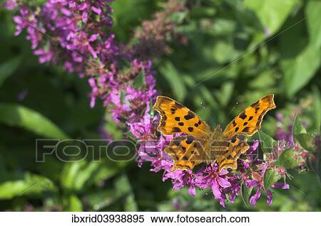 "Comma (Polygonia c-album), North Rhine-Westphalia, Germany, Europe" View Large Photo Image Stock Photography - "Comma (Polygonia c-album), North Rhine-Westphalia, Germany, Europe". Fotosearch
