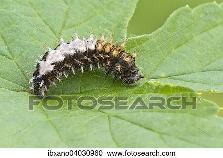 "Comma (Polygonia c-album), caterpillar, Burgenland, Austria, Europe" View Large Photo Image Stock Image - "Comma (Polygonia c-album), caterpillar, Burgenland, Austria, Europe". Fotosearch
