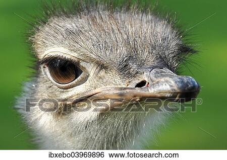 "Commn Ostrich (Struthio camelus), captive, Germany, Europe" View Large Photo Image Stock Photograph - "Commn Ostrich (Struthio camelus), captive, Germany, Europe". Fotosearch