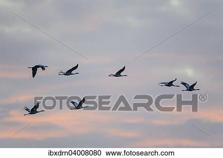 "Commom Cranes (Grus grus) in flight, Lower Saxony, Germany, Europe" View Large Photo Image Stock Image - "Commom Cranes (Grus grus) in flight, Lower Saxony, Germany, Europe". Fotosearch