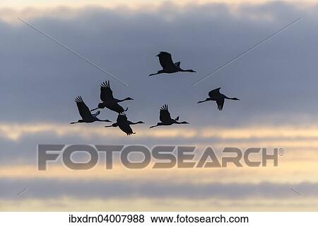 Stock Photo - "Commom Cranes (Grus grus) in flight, Lower Saxony, Germany, Europe". Fotosearch