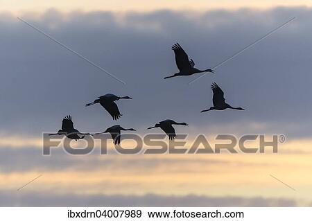 Stock Photo - "Commom Cranes (Grus grus) in flight, Lower Saxony, Germany, Europe". Fotosearch