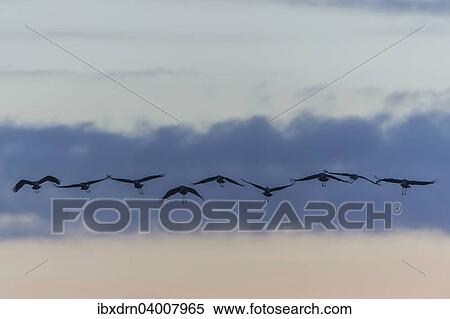 Stock Photography - "Commom Cranes (Grus grus) in flight, Lower Saxony, Germany, Europe". Fotosearch