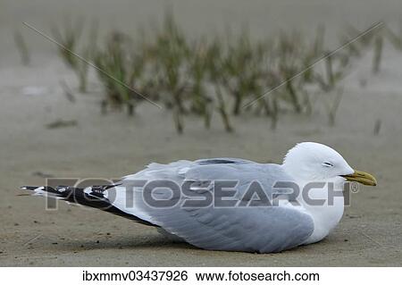 "Commomn Gull (Larus canus) acting apathetic and having coordination difficulties due to a thiamine deficiency, deficiency through environmental toxins, East Frisian Islands, East Frisia, Lower Saxony, Germany, Europe" View Large Photo Image Stock Photograph - "Commomn Gull (Larus canus) acting apathetic and having coordination difficulties due to a thiamine deficiency, deficiency through environmental toxins, East Frisian Islands, East Frisia, Lower Saxony, Germany, Europe". Fotosearch