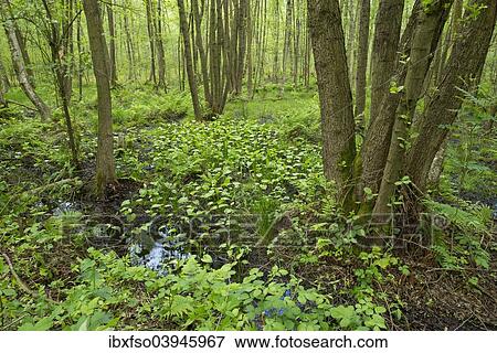 "Common Alder or Black Alder trees (Alnus glutinosa) in an alder carr, Vogelmoor nature reserve, Lower Saxony, Germany, Europe" View Large Photo Image Stock Photo - "Common Alder or Black Alder trees (Alnus glutinosa) in an alder carr, Vogelmoor nature reserve, Lower Saxony, Germany, Europe". Fotosearch