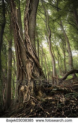 Stock Photography - "Common Ash (Fraxinus excelsior) with ivy tendrils in a forest, Jasmund National Park, Rugen, Mecklenburg-Western Pomerania, Germany, Europe". Fotosearch