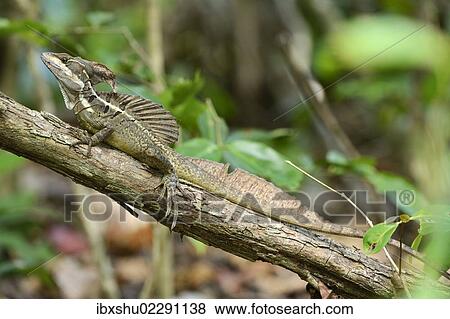 "Common Basilisk (Basiliscus basiliscus), male, perched on branch, Manuel Antonio National Park, Costa Rica, Central America, North America" View Large Photo Image Stock Photo - "Common Basilisk (Basiliscus basiliscus), male, perched on branch, Manuel Antonio National Park, Costa Rica, Central America, North America". Fotosearch