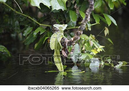 "Common Basilisk (Basiliscus basiliscus), Rio San Juan, Nicaragua, North America" View Large Photo Image Stock Photography - "Common Basilisk (Basiliscus basiliscus), Rio San Juan, Nicaragua, North America". Fotosearch