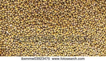 Common Beans (Phaseolus vulgaris) View Large Photo Image Stock Photography - Common Beans (Phaseolus vulgaris). Fotosearch