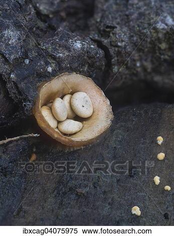 "Common Bird? ÇÖs Nest (Crucibulum laeve) with cream-coloured sporangia, Monchbruch Nature Reserve, Hesse, Germany, Europe" View Large Photo Image Stock Photography - "Common Bird? ÇÖs Nest (Crucibulum laeve) with cream-coloured sporangia, Monchbruch Nature Reserve, Hesse, Germany, Europe". Fotosearch