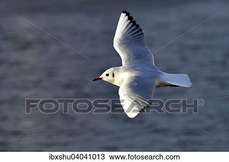 "Common Black-headed Gull (Chroicocephalus ridibundus), in flight, Lake Zug, Switzerland, Europe" View Large Photo Image Stock Image - "Common Black-headed Gull (Chroicocephalus ridibundus), in flight, Lake Zug, Switzerland, Europe". Fotosearch