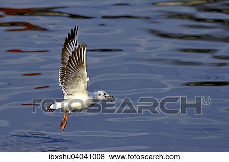 "Common Black-headed Gull (Chroicocephalus ridibundus), taking off, Lake Zug, Switzerland, Europe" View Large Photo Image Stock Photo - "Common Black-headed Gull (Chroicocephalus ridibundus), taking off, Lake Zug, Switzerland, Europe". Fotosearch