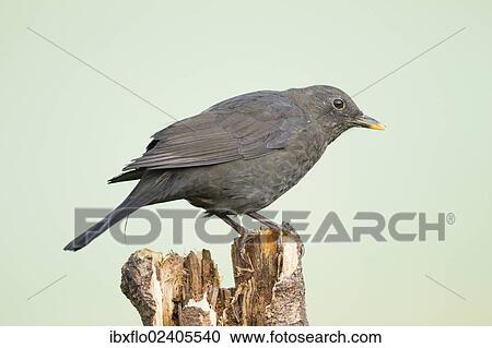 "Common Blackbird (Turdus merula), Limburg an der Lahn, Hesse, Germany, Europe" View Large Photo Image Stock Image - "Common Blackbird (Turdus merula), Limburg an der Lahn, Hesse, Germany, Europe". Fotosearch