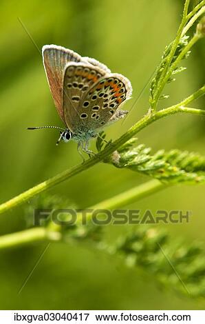 "Common Blue butterfly (Polymattus icarus), Geneva, Genf, Switzerland, Europe" View Large Photo Image Stock Photo - "Common Blue butterfly (Polymattus icarus), Geneva, Genf, Switzerland, Europe". Fotosearch