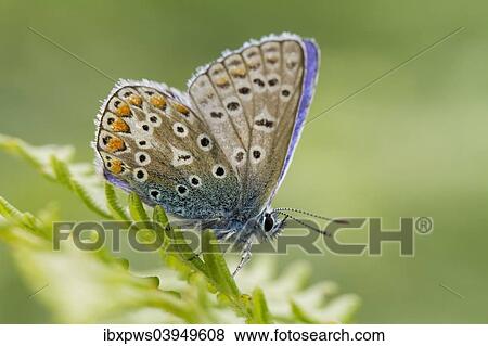 "Common Blue butterfly (Polyommatus icarus), male, basking on bracken frond, South Wales, United Kingdom, Europe" View Large Photo Image Stock Photo - "Common Blue butterfly (Polyommatus icarus), male, basking on bracken frond, South Wales, United Kingdom, Europe". Fotosearch