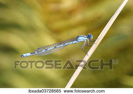 "Common Blue Damselfly (Enallagma cyathigera), male sitting on a branch, North Rhine-Westphalia, Germany, Europe" View Large Photo Image Stock Photography - "Common Blue Damselfly (Enallagma cyathigera), male sitting on a branch, North Rhine-Westphalia, Germany, Europe". Fotosearch