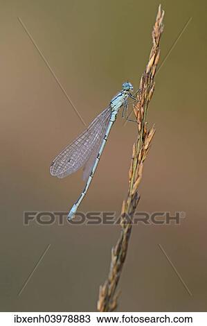 "Common Blue Damselfly or Northern Bluet (Enallagma cyathigerum), Emsland, Lower Saxony, Germany, Europe" View Large Photo Image Stock Image - "Common Blue Damselfly or Northern Bluet (Enallagma cyathigerum), Emsland, Lower Saxony, Germany, Europe". Fotosearch
