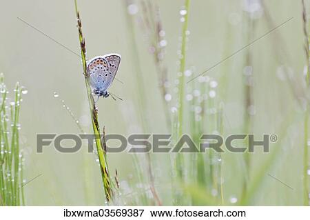 Common Blue (Polyommatus icarus) on a blade of grass View Large Photo Image Stock Photo - Common Blue (Polyommatus icarus) on a blade of grass. Fotosearch
