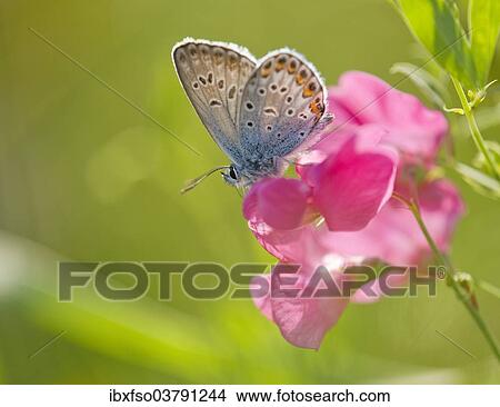 "Common Blue (Polyommatus icarus) sucking nectar, Thuringia, Germany, Europe" View Large Photo Image Picture - "Common Blue (Polyommatus icarus) sucking nectar, Thuringia, Germany, Europe". Fotosearch