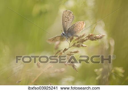 "Common Blue (Polyommatus icarus), Thuringia, Germany, Europe" View Large Photo Image Stock Image - "Common Blue (Polyommatus icarus), Thuringia, Germany, Europe". Fotosearch