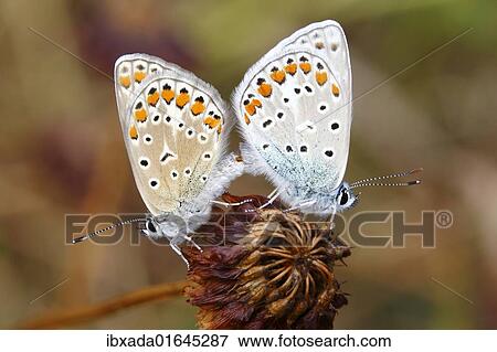 "Common Blue (Polyommatus icarus), mating" View Large Photo Image Stock Photo - "Common Blue (Polyommatus icarus), mating". Fotosearch