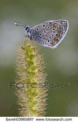 "Common Blue (Polyommatus icarus), Burgenland, Austria, Europe" View Large Photo Image Stock Photo - "Common Blue (Polyommatus icarus), Burgenland, Austria, Europe". Fotosearch