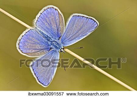 Stock Photo - "Common Blue (Polyommatus icarus), North Hesse, Hesse, Germany, Europe". Fotosearch
