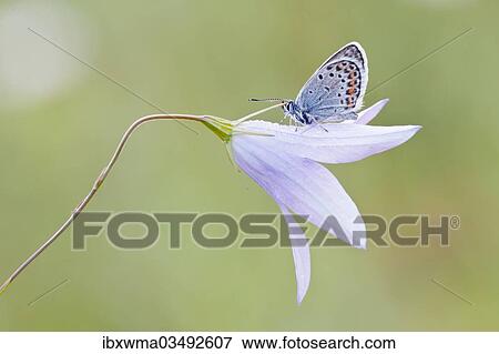 "Common Blue (Polyommatus icarus) perched on a Bellflower (Campanula), North Hesse, Hesse, Germany, Europe" View Large Photo Image Stock Photo - "Common Blue (Polyommatus icarus) perched on a Bellflower (Campanula), North Hesse, Hesse, Germany, Europe". Fotosearch
