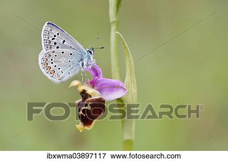"Common Blue (Polyommatus icarus) perched on a Late Spider Orchid (Ophrys fuciflora), North Hesse, Hesse, Germany, Europe" View Large Photo Image Stock Photo - "Common Blue (Polyommatus icarus) perched on a Late Spider Orchid (Ophrys fuciflora), North Hesse, Hesse, Germany, Europe". Fotosearch