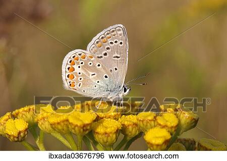 "Common Blue (Polyommatus icarus) perched on a tansy, Altenseelbach, Neunkirchen, North Rhine-Westphalia, Germany, Europe" View Large Photo Image Stock Photograph - "Common Blue (Polyommatus icarus) perched on a tansy, Altenseelbach, Neunkirchen, North Rhine-Westphalia, Germany, Europe". Fotosearch