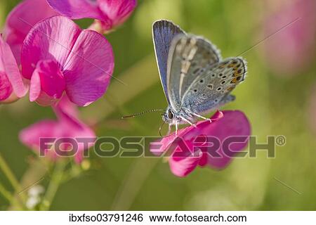 "Common Blue (Polyommatus icarus) sucking nectar, Thuringia, Germany, Europe" View Large Photo Image Stock Photograph - "Common Blue (Polyommatus icarus) sucking nectar, Thuringia, Germany, Europe". Fotosearch