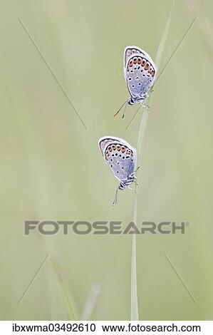 "Common Blue (Polyommatus icarus) two butterflies perched on a blade of grass, North Hesse, Hesse, Germany, Europe" View Large Photo Image Stock Image - "Common Blue (Polyommatus icarus) two butterflies perched on a blade of grass, North Hesse, Hesse, Germany, Europe". Fotosearch