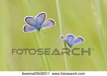 "Common Blue (Polyommatus icarus) two butterflies perched on blades of grass, North Hesse, Hesse, Germany, Europe" View Large Photo Image Stock Image - "Common Blue (Polyommatus icarus) two butterflies perched on blades of grass, North Hesse, Hesse, Germany, Europe". Fotosearch
