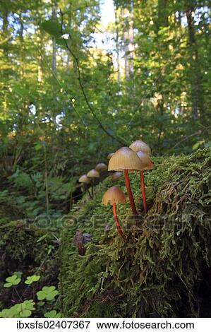 "Common bonnet, Toque mycena (Mycena galericulata), fruit bodies in a forest" View Large Photo Image Stock Photo - "Common bonnet, Toque mycena (Mycena galericulata), fruit bodies in a forest". Fotosearch