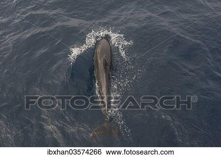 Stock Photograph - "Common Bottlenose Dolphin (Tursiops truncatus), Floreana, Galapagos Islands, Ecuador, South America". Fotosearch