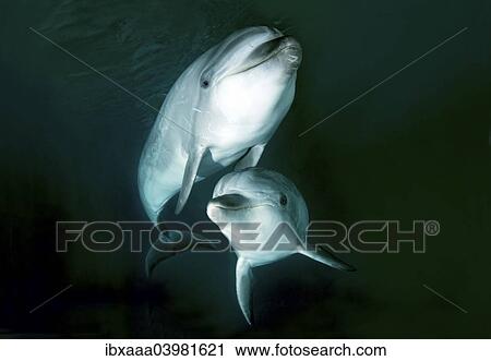 "Common Bottlenose Dolphins or Atlantic Bottlenose Dolphins (Tursiops truncatus), Sea of Japan, Primorsky Krai, Russia, Europe" View Large Photo Image Stock Image - "Common Bottlenose Dolphins or Atlantic Bottlenose Dolphins (Tursiops truncatus), Sea of Japan, Primorsky Krai, Russia, Europe". Fotosearch