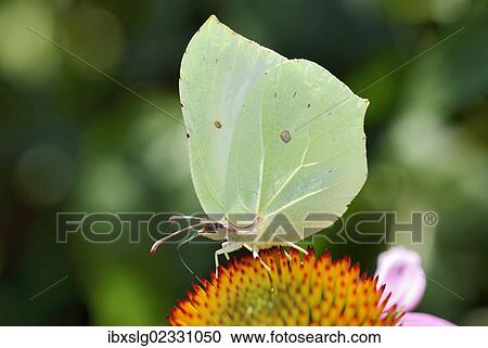 Common Brimstone (Gonepteryx rhamni) on flower of purple coneflower (Echinacea purpurea) View Large Photo Image Stock Image - Common Brimstone (Gonepteryx rhamni) on flower of purple coneflower (Echinacea purpurea). Fotosearch
