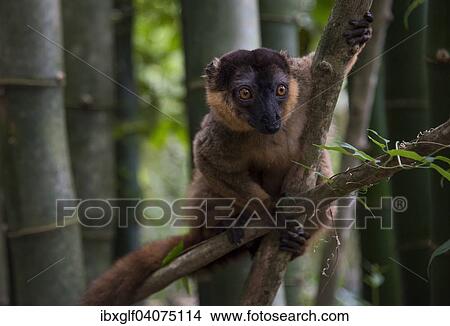 "Common brown lemur (Eulemur fulvus), Nahampoina, Madagascar, Africa" View Large Photo Image Picture - "Common brown lemur (Eulemur fulvus), Nahampoina, Madagascar, Africa". Fotosearch