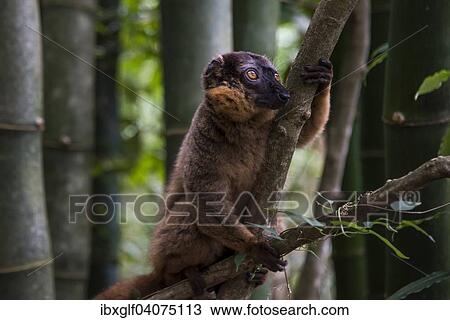 "Common brown lemur (Eulemur fulvus), Nahampoina, Madagascar, Africa" View Large Photo Image Stock Image - "Common brown lemur (Eulemur fulvus), Nahampoina, Madagascar, Africa". Fotosearch