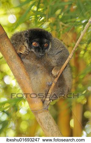 "Common Brown Lemur (Eulemur fulvus fulvus), male, sitting on branch, Madagascar, Africa" View Large Photo Image Stock Photo - "Common Brown Lemur (Eulemur fulvus fulvus), male, sitting on branch, Madagascar, Africa". Fotosearch