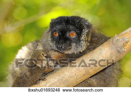 "Common Brown Lemur (Eulemur fulvus fulvus), portrait, Madagascar, Africa" View Large Photo Image Stock Photo - "Common Brown Lemur (Eulemur fulvus fulvus), portrait, Madagascar, Africa". Fotosearch