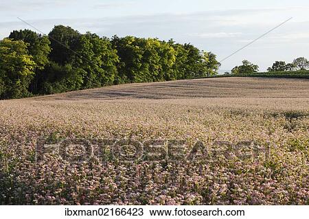Stock Image - "Common Buckwheat (Fagopyrum esculentum), near Leobendorf, Weinviertel, Wine Quarter, Lower Austria, Austria, Europe". Fotosearch