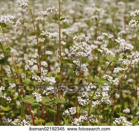 "Common Buckwheat (Fagopyrum esculentum), flowering, Franconia, Bavaria, Germany, Europe" View Large Photo Image Stock Photography - "Common Buckwheat (Fagopyrum esculentum), flowering, Franconia, Bavaria, Germany, Europe". Fotosearch
