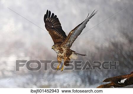 "Common Buzzard (Buteo buteo) flying, winter, Germany, Europe" View Large Photo Image Stock Image - "Common Buzzard (Buteo buteo) flying, winter, Germany, Europe". Fotosearch