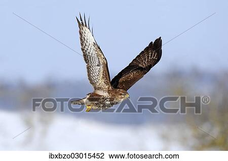 "Common Buzzard (Buteo buteo) in flight over a snow-covered landscape, Swabian Alb biosphere reserve, Baden-Wurttemberg, Germany, Europe" View Large Photo Image Stock Image - "Common Buzzard (Buteo buteo) in flight over a snow-covered landscape, Swabian Alb biosphere reserve, Baden-Wurttemberg, Germany, Europe". Fotosearch